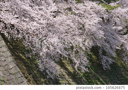 福井城遺址石牆上盛開的櫻花 105626875