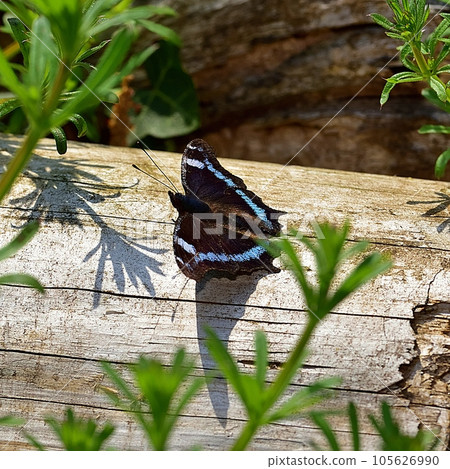 Ruritateja Ruritateja 105626990