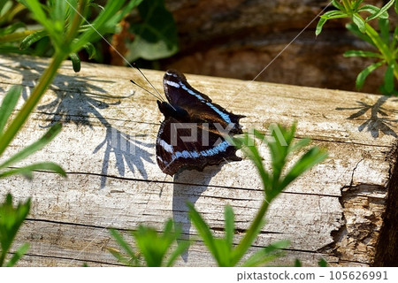 Ruritateja 105626991