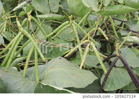 mung bean on tree in farm mung bean on tree in farm 105627114