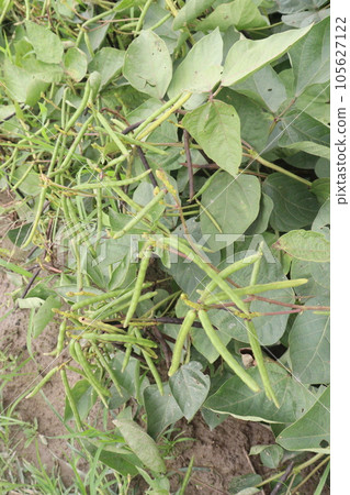 mung bean on tree in farm mung bean on tree in farm 105627122