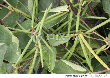 mung bean on tree in farm mung bean on tree in farm 105627123