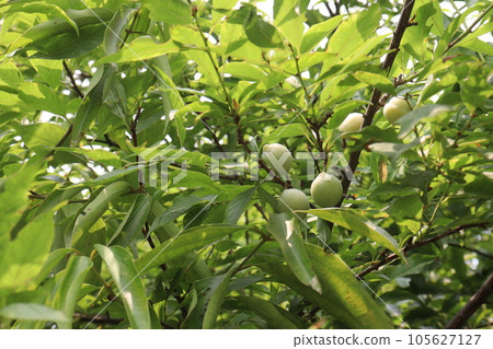 Apricot fruit on tree in farm for harvest Apricot fruit on tree in farm for harvest 105627127