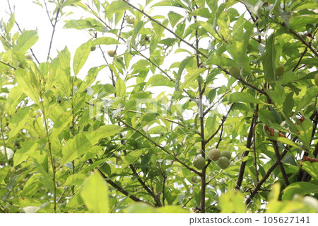 Apricot fruit on tree in farm for harvest Apricot fruit on tree in farm for harvest 105627141