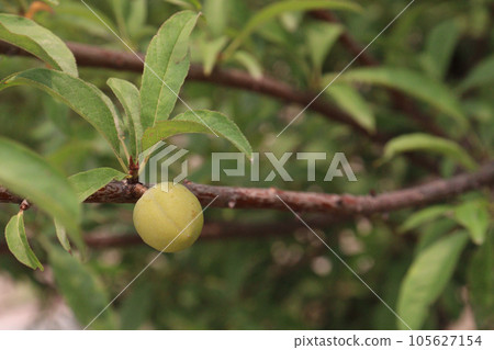 Apricot fruit on tree in farm for harvest Apricot fruit on tree in farm for harvest 105627154