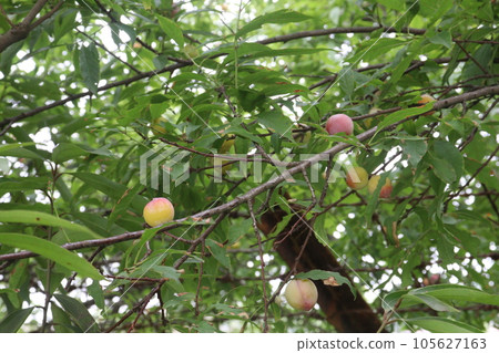 Apricot fruit on tree in farm for harvest Apricot fruit on tree in farm for harvest 105627163