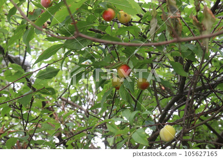Apricot fruit on tree in farm for harvest Apricot fruit on tree in farm for harvest 105627165