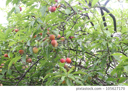 Apricot fruit on tree in farm for harvest Apricot fruit on tree in farm for harvest 105627170