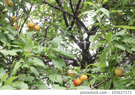 Apricot fruit on tree in farm for harvest Apricot fruit on tree in farm for harvest 105627171