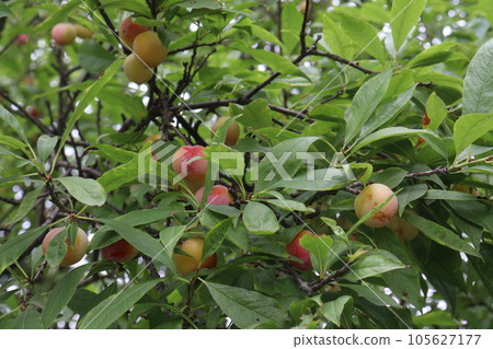 Apricot fruit on tree in farm for harvest Apricot fruit on tree in farm for harvest 105627177