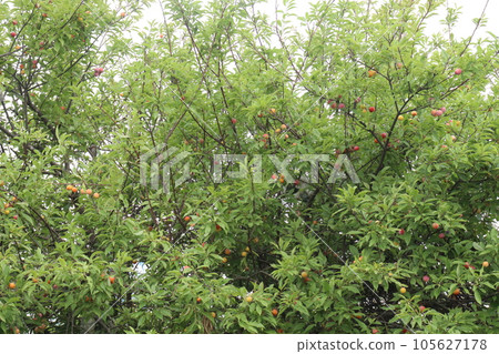 Apricot fruit on tree in farm for harvest Apricot fruit on tree in farm for harvest 105627178