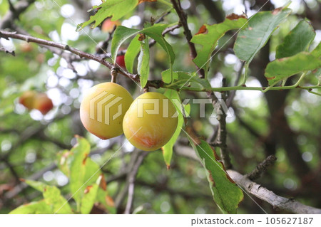 Apricot fruit on tree in farm for harvest Apricot fruit on tree in farm for harvest 105627187
