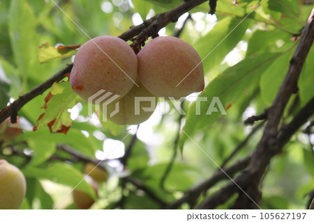 Apricot fruit on tree in farm for harvest Apricot fruit on tree in farm for harvest 105627197