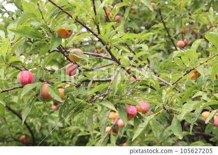 Apricot fruit on tree in farm for harvest Apricot fruit on tree in farm for harvest 105627205