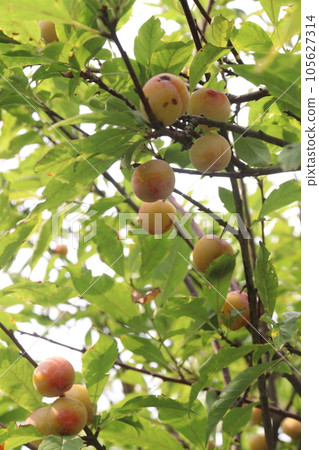 Apricot fruit on tree in farm for harvest Apricot fruit on tree in farm for harvest 105627314