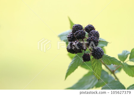 Branch with black raspberries of Rubus occidentalis Black Jewel in the garden 105627379