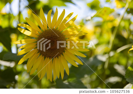 Akebono山農業公園向日葵領域 105627536