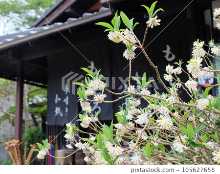 Mitsumata in front of a Japanese paper shop on the road leading to Kyoto Ohara Sanzenin Temple 105627658