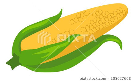 Sweet corn maize seeds, tasty meal ingredient 105627668