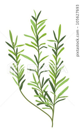 Grass or herb, natural and organic botany decor 105627693