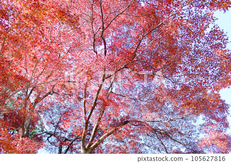 Autumn leaves 105627816
