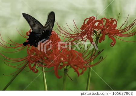 Spangle and cluster amaryllis 105627908