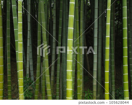 三月竹林風光 105628044