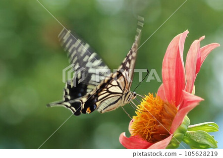 Swallowtail butterfly perched on a red dahlia Swallowtail butterfly perched on a red dahlia 105628219