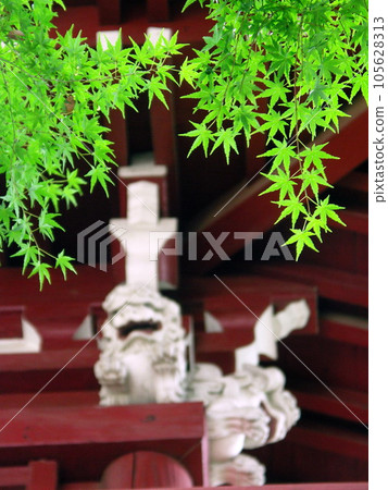 Terayama Gate and green maple in early summer 105628313