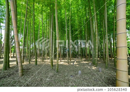 Fresh green bamboo grove in Daimon Takenoko Park [Eco image] 105628340