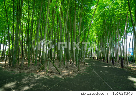 Fresh green bamboo grove in Daimon Takenoko Park [Eco image] 105628346