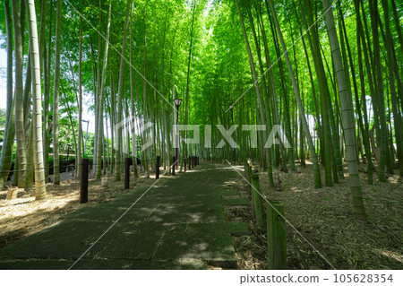 Fresh green bamboo grove in Daimon Takenoko Park [Eco image] 105628354