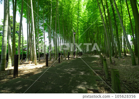 大門竹之子公園的新鮮綠色竹林 [生態圖像] 105628356