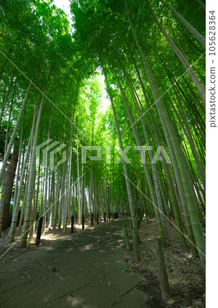 Fresh green bamboo grove in Daimon Takenoko Park [Eco image] 105628364
