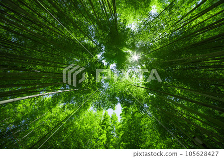 Fresh green bamboo grove in Daimon Takenoko Park [Eco image] 105628427