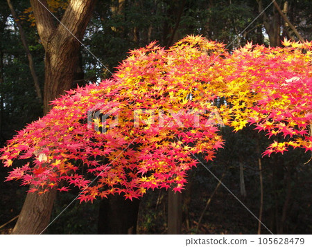 Colored maple trees in the forest with sunlight filtering through the trees 105628479