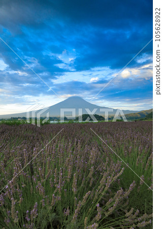 山梨縣河口湖的河口湖大石公園，清晨薰衣草盛開，富士山 105628922