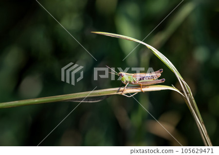 Meadow grasshopper is sitting  on a blade of grass. 105629471