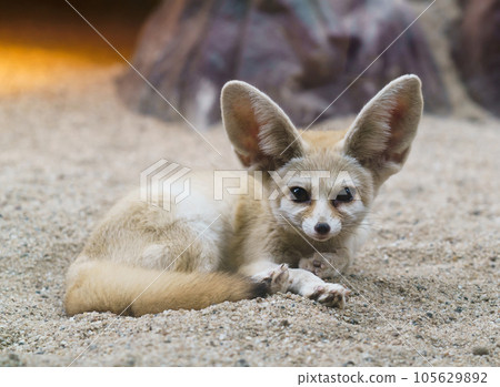 fennec fox (Vulpes zerda) fennec fox (Vulpes zerda) 105629892