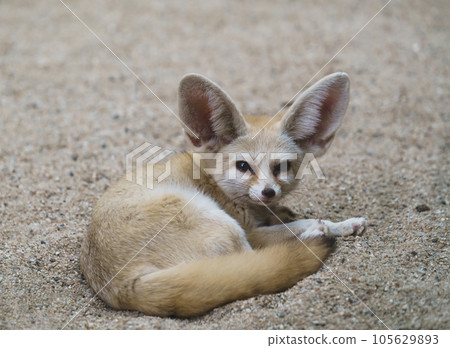 fennec fox (Vulpes zerda) fennec fox (Vulpes zerda) 105629893