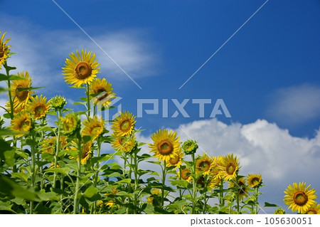 有藍天和雲彩的向日葵領域 105630051