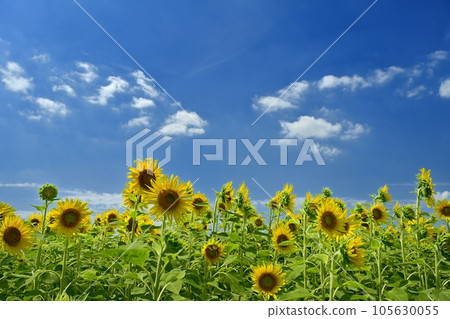 有藍天和雲彩的向日葵領域 有藍天和雲彩的向日葵領域 105630055