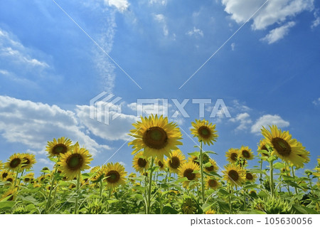 有藍天和雲彩的向日葵領域 105630056