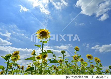 有藍天和雲彩的向日葵領域 有藍天和雲彩的向日葵領域 105630057