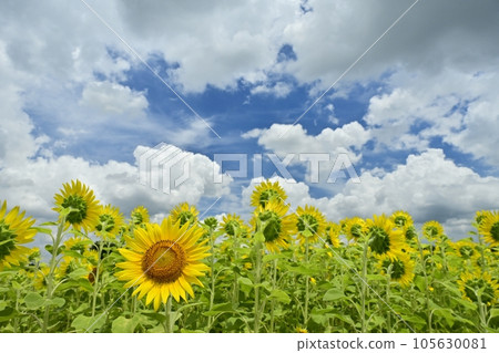 從花的背面看向日葵田裡的藍天和雲彩 105630081