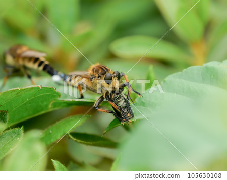 Shioyab Shioyab 105630108