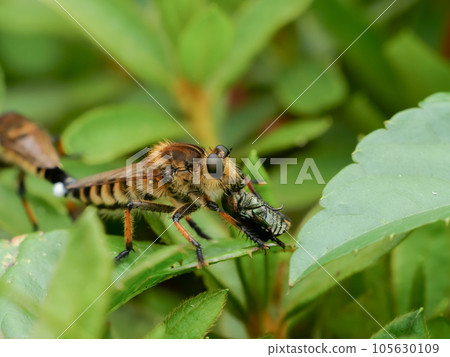 Shioyaabu Shioyaabu 105630109