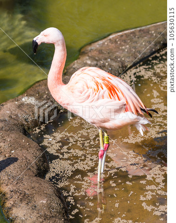 Pink flamingo in the Wuppertal Green Zoo in Germany 105630115