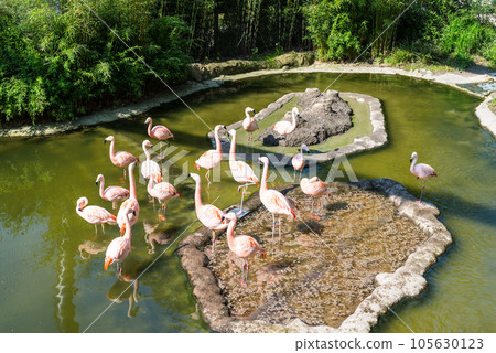 Pink flamingos in the Wuppertal Green Zoo in Germany 105630123