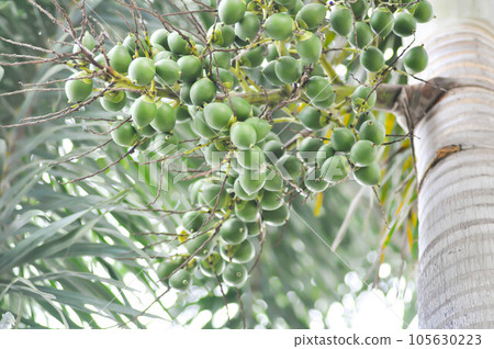 seed of betel palm or betel nut or palm tree 105630223